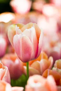 Tulipa 'Menton' - flower bulb 12/+ - image 5