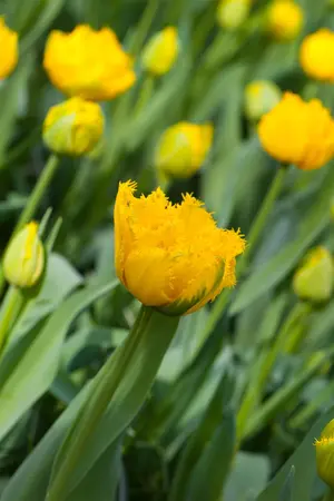 Tulipa 'Mon Amour' - flower bulb 12/+ - image 3