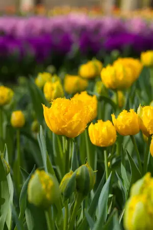 Tulipa 'Mon Amour' - flower bulb 12/+ - image 4
