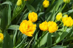 Tulipa 'Mon Amour' - flower bulb 12/+ - image 5