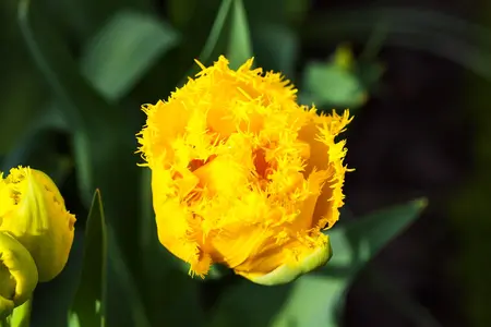 Tulipa 'Mon Amour' - flower bulb 12/+ - image 2