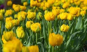 Tulipa 'Mon Amour' - flower bulb 12/+ - image 5