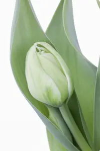 Tulipa 'Mondial' - flower bulb 12/+