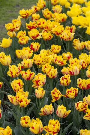Tulipa 'Monsella' - flower bulb 12/+ - image 3