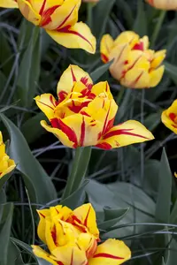 Tulipa 'Monsella' - flower bulb 12/+ - image 4