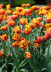 Tulipa 'Monsella' - flower bulb 12/+ - image 2