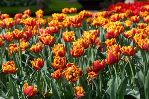 Tulipa 'Monsella' - flower bulb 12/+ - image 1
