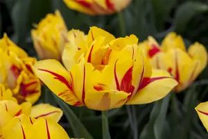 Tulipa 'Monsella' - flower bulb 12/+ - image 5