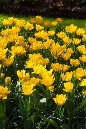 Tulipa 'Monte Carlo' - P10.5 - image 2