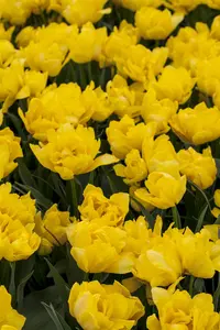 Tulipa 'Monte Carlo' - P10.5 - image 4