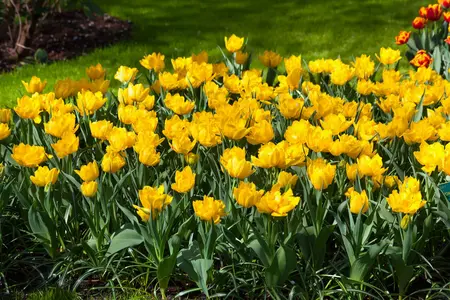 Tulipa 'Monte Carlo' - P10.5 - image 1