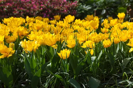 Tulipa 'Monte Carlo' - P10.5 - image 3