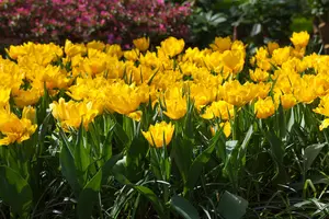 Tulipa 'Monte Carlo' - P10.5 - image 3
