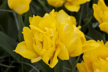 Tulipa 'Monte Carlo' - P10.5 - image 5