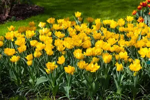Tulipa 'Monte Carlo' - flower bulb 12/+ - image 1