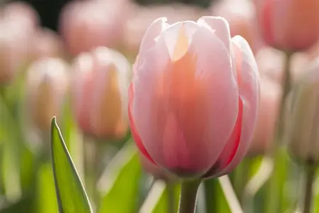 Tulipa 'Mystic v Eijk' - flower bulb 12/+