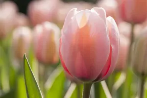 Tulipa 'Mystic v Eijk' - flower bulb 12/+