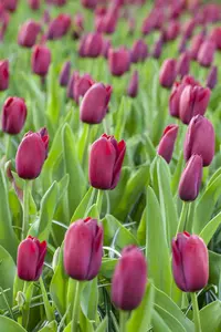 Tulipa 'National Velvet' - flower bulb 12/+ - image 5