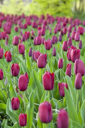 Tulipa 'National Velvet' - flower bulb 12/+ - image 2