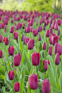 Tulipa 'National Velvet' - flower bulb 12/+ - image 2