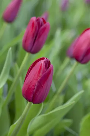 Tulipa 'National Velvet' - flower bulb 12/+ - image 3
