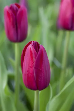 Tulipa 'National Velvet' - flower bulb 12/+ - image 4