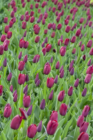 Tulipa 'National Velvet' - flower bulb 12/+ - image 5