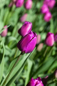 Tulipa 'Negrita' - flower bulb 12/+ - image 5
