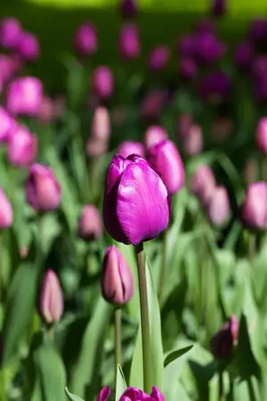 Tulipa 'Negrita' - flower bulb 12/+ - image 2