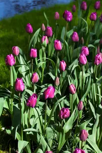 Tulipa 'Negrita' - flower bulb 12/+ - image 3