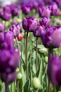 Tulipa 'Negrita' - flower bulb 12/+ - image 4