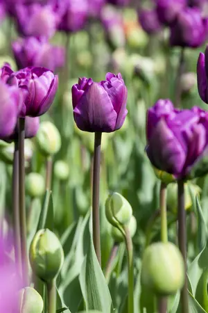 Tulipa 'Negrita' - flower bulb 12/+ - image 5