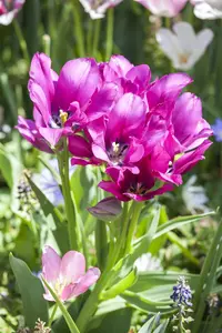 Tulipa 'Night Club' - flower bulb 12/+ - image 1