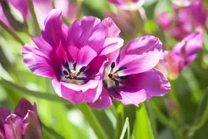 Tulipa 'Night Club' - flower bulb 12/+ - image 2