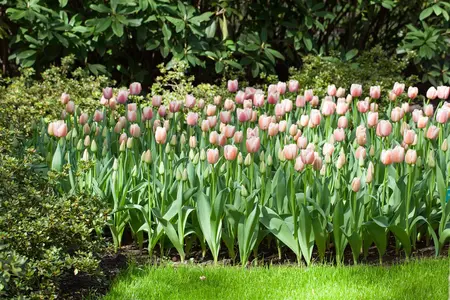 Tulipa 'Ollioules' - flower bulb 12/+