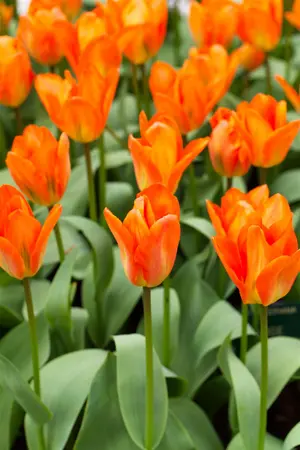 Tulipa 'Orange Emperor' - flower bulb 12/+ - image 4