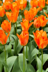 Tulipa 'Orange Emperor' - flower bulb 12/+ - image 4