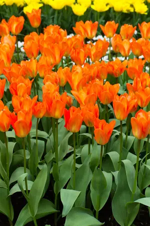 Tulipa 'Orange Emperor' - flower bulb 12/+ - image 5
