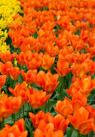 Tulipa 'Orange Emperor' - flower bulb 12/+ - image 2