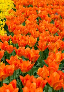 Tulipa 'Orange Emperor' - flower bulb 12/+ - image 2