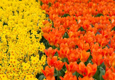 Tulipa 'Orange Emperor' - flower bulb 12/+ - image 3