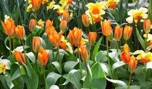 Tulipa 'Orange Emperor' - flower bulb 12/+ - image 5