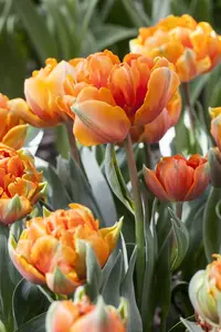 Tulipa 'Orange Princess' - flower bulb 12/+ - image 3