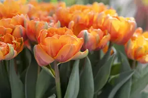Tulipa 'Orange Princess' - flower bulb 12/+ - image 4