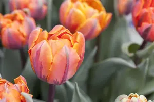 Tulipa 'Orange Princess' - flower bulb 12/+ - image 4