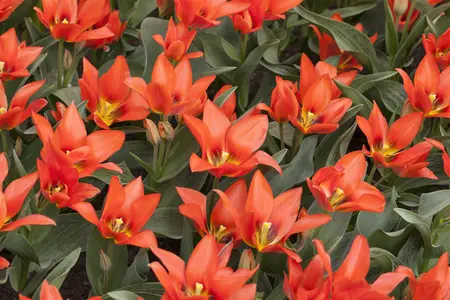 Tulipa 'Orange Toronto' - flower bulb 12/+
