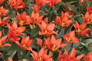 Tulipa 'Orange Toronto' - flower bulb 12/+