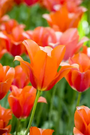 Tulipa 'Orange van Eijk' - flower bulb 12/+