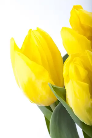 Tulipa 'Passion Glossy' - flower bulb 12/+ - image 1