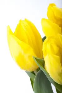 Tulipa 'Passion Glossy' - flower bulb 12/+ - image 1